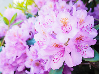 Image showing Rhododendron flower, magenta color, at closeup