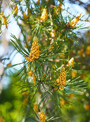 Image showing Evergreen pollination on fir tree at closeup in forest