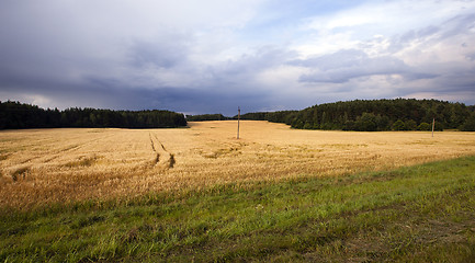 Image showing agricultural field  