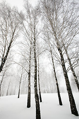 Image showing winter forest  