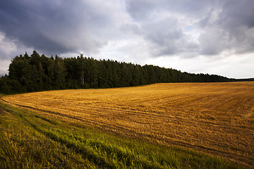 Image showing agricultural field  