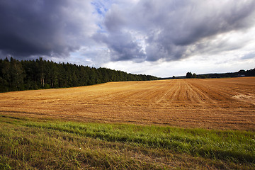 Image showing agriculture  