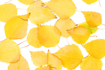 Image showing   trees   in  autumn  