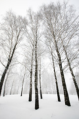 Image showing winter forest  