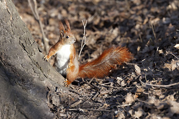 Image showing Red squirrel in forest