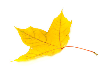 Image showing Autumn yellowed leaf