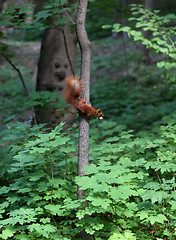 Image showing Red squirrel on tree with walnut