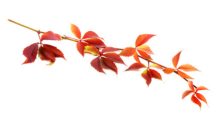Image showing Red autumnal twig of grapes leaves (Parthenocissus quinquefolia 