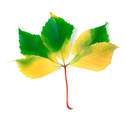 Image showing Multicolorl grapes leaf on white background