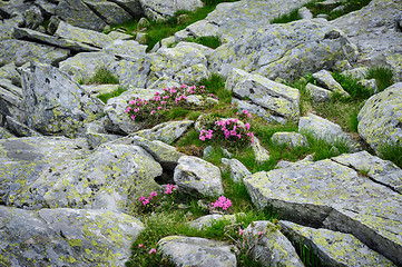 Image showing Rhododendron flowers of Retezat Mountains, Romania, Europe