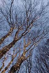 Image showing Illuminated tree 