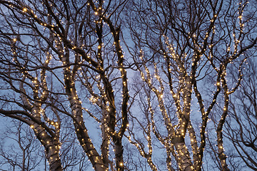 Image showing Illuminated tree 