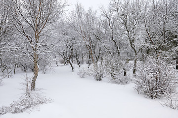 Image showing Winter forest