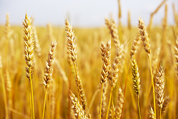 Image showing wheat field