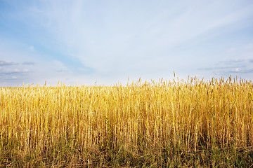 Image showing wheat field