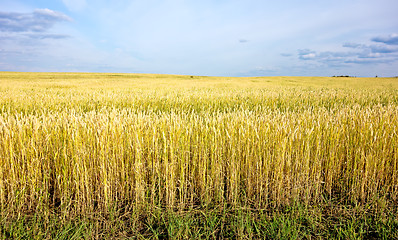 Image showing wheat field