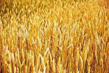 Image showing wheat field