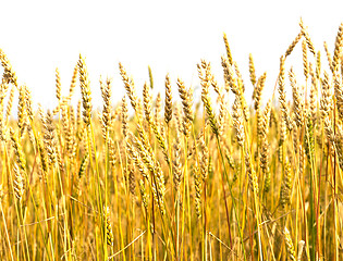 Image showing wheat field