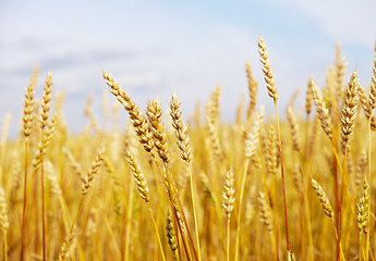 Image showing wheat field