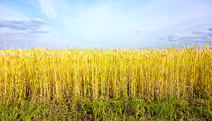 Image showing wheat field