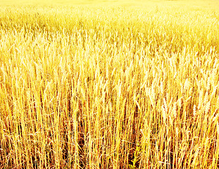 Image showing wheat field