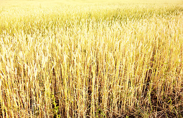 Image showing wheat field