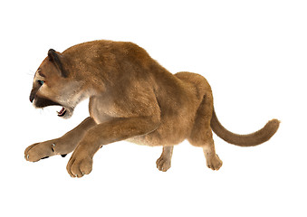 Image showing Big Cat Puma