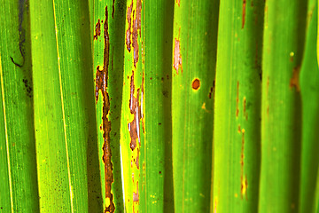 Image showing    abstract  thailand in the light  leaf   veins background   