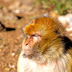 Image showing old monkey in africa morocco and natural background fauna close 