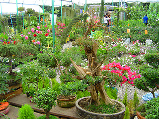 Image showing Flowers in the greenhouse