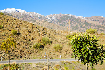 Image showing in ground africa morocco the plant tree snow mountain