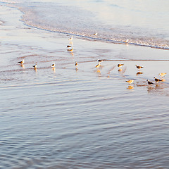 Image showing abstract in morocco  sea africa ocean wave and  bird