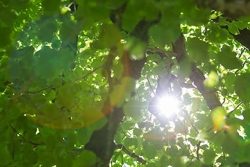 Image showing Tree with sun star