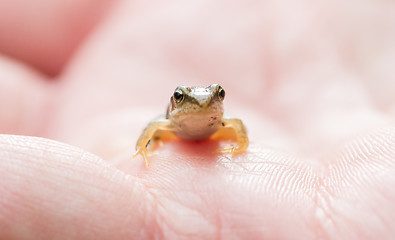 Image showing Small young frog in hands of a person during summer