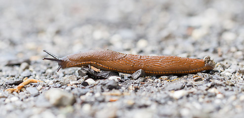 Image showing Naked slug climb on a floor
