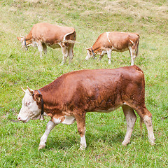 Image showing Brown milk cow in a meadow of grass