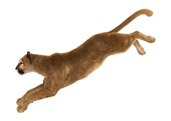 Image showing Big Cat Puma