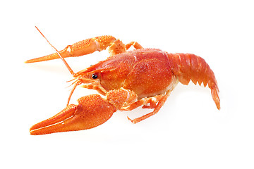 Image showing crawfish