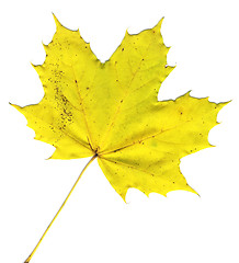 Image showing autumnal leaf