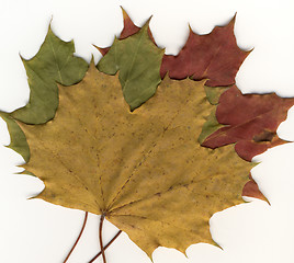 Image showing autumnal leaf