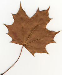 Image showing autumnal leaf