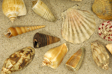 Image showing Shells in the sand