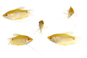 Image showing Yellow fish