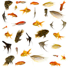 Image showing Fish collection. 5000 x 5000 pixels.