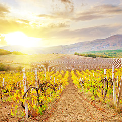 Image showing Vineyard in Crimea, mountain in Crimea