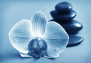 Image showing Orchid and black basalt for spa on green background