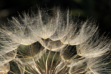 Image showing Dandelion blowball