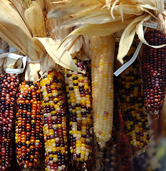 Image showing Indian Corn