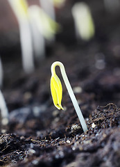 Image showing sprouts