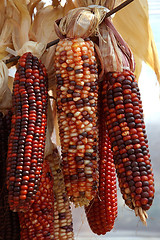 Image showing Indian Corn